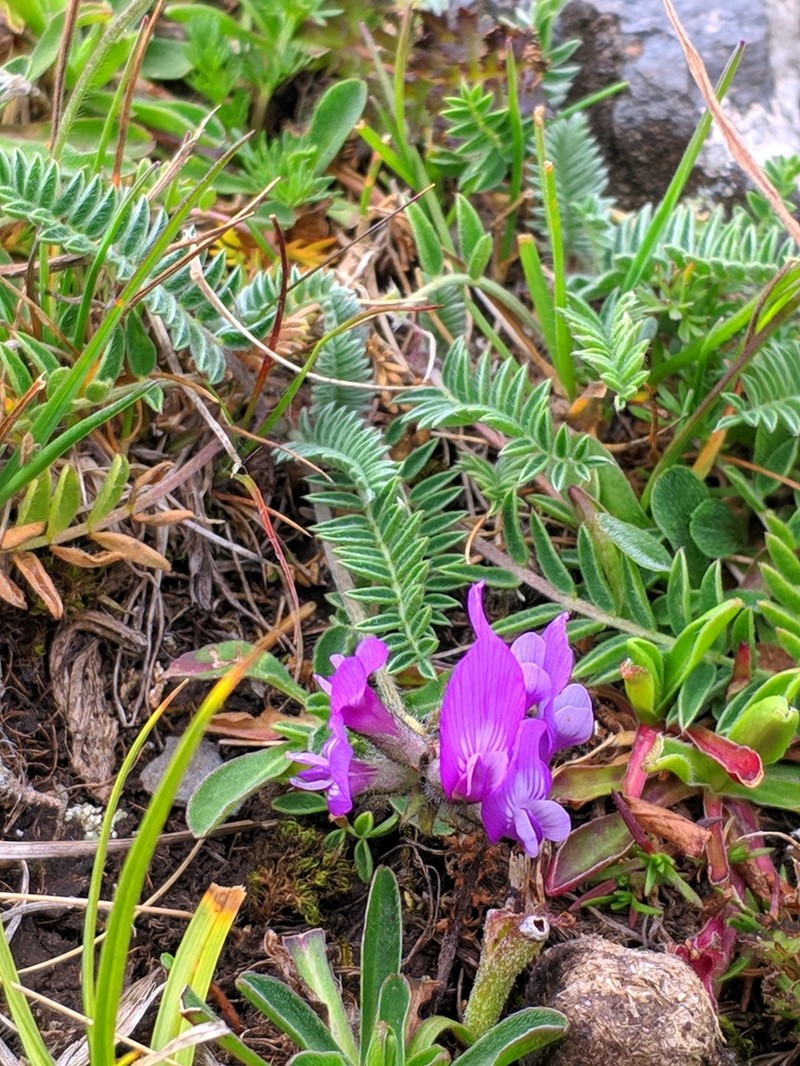 Astragalus incertus photo 6