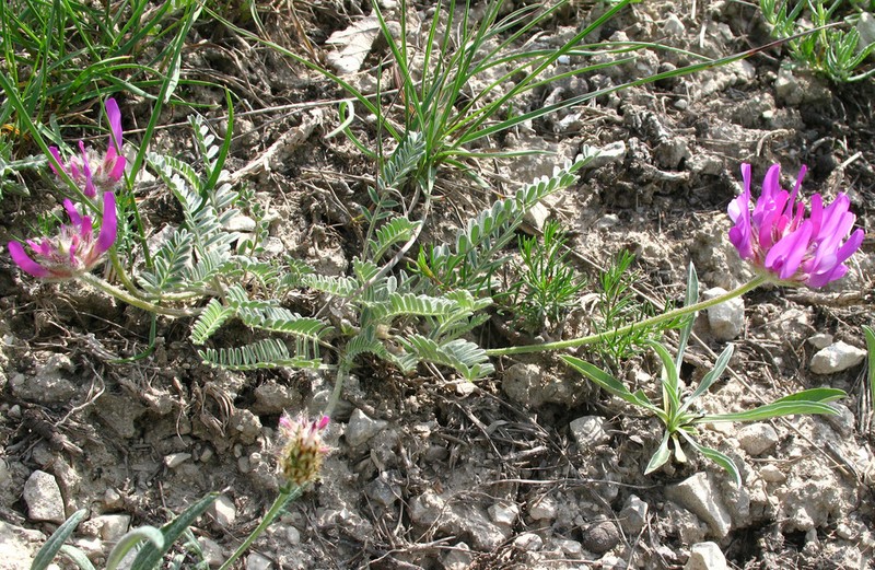 Astragalus incertus photo 7