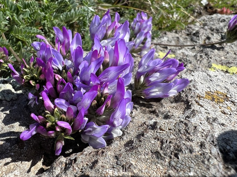 Astragalus incertus photo 8