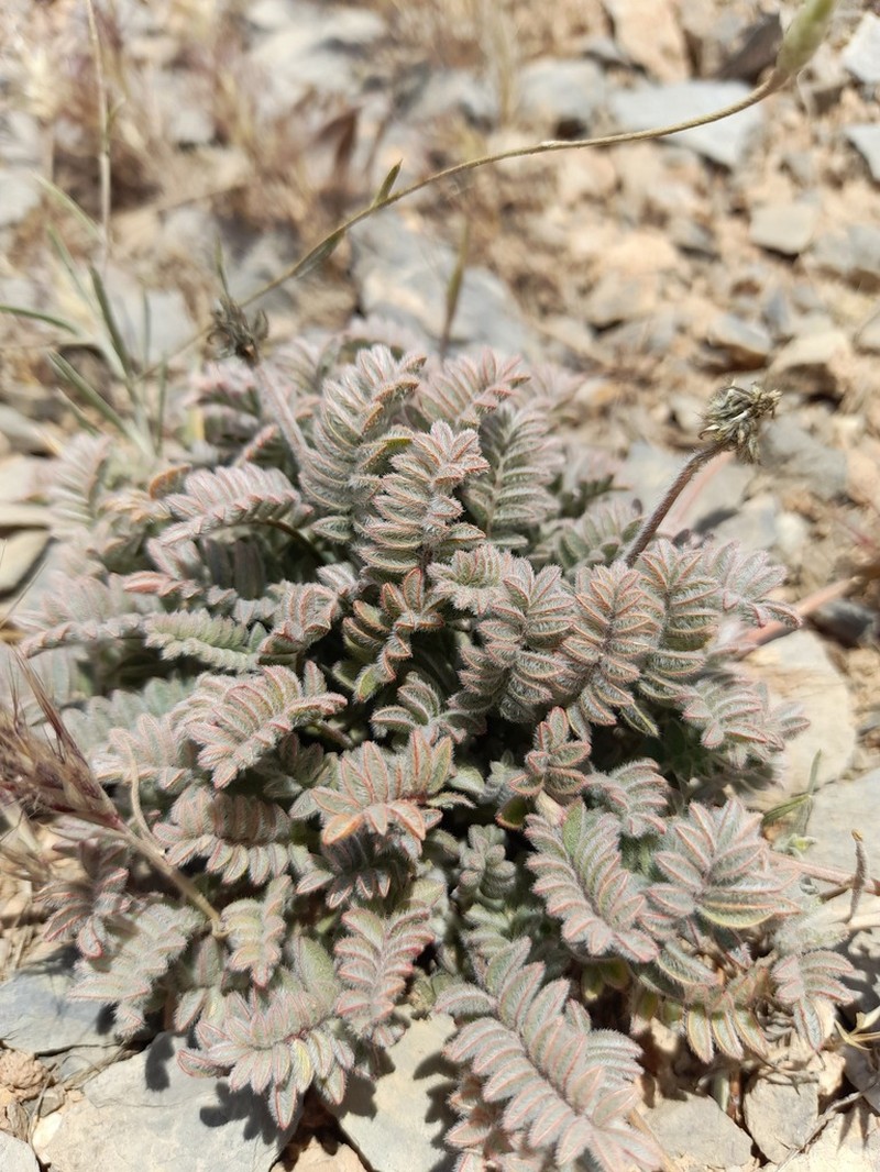 Astragalus indistinctus