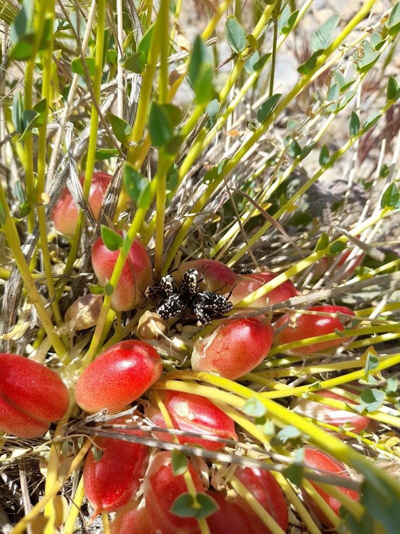 Astragalus indistinctus photo 2