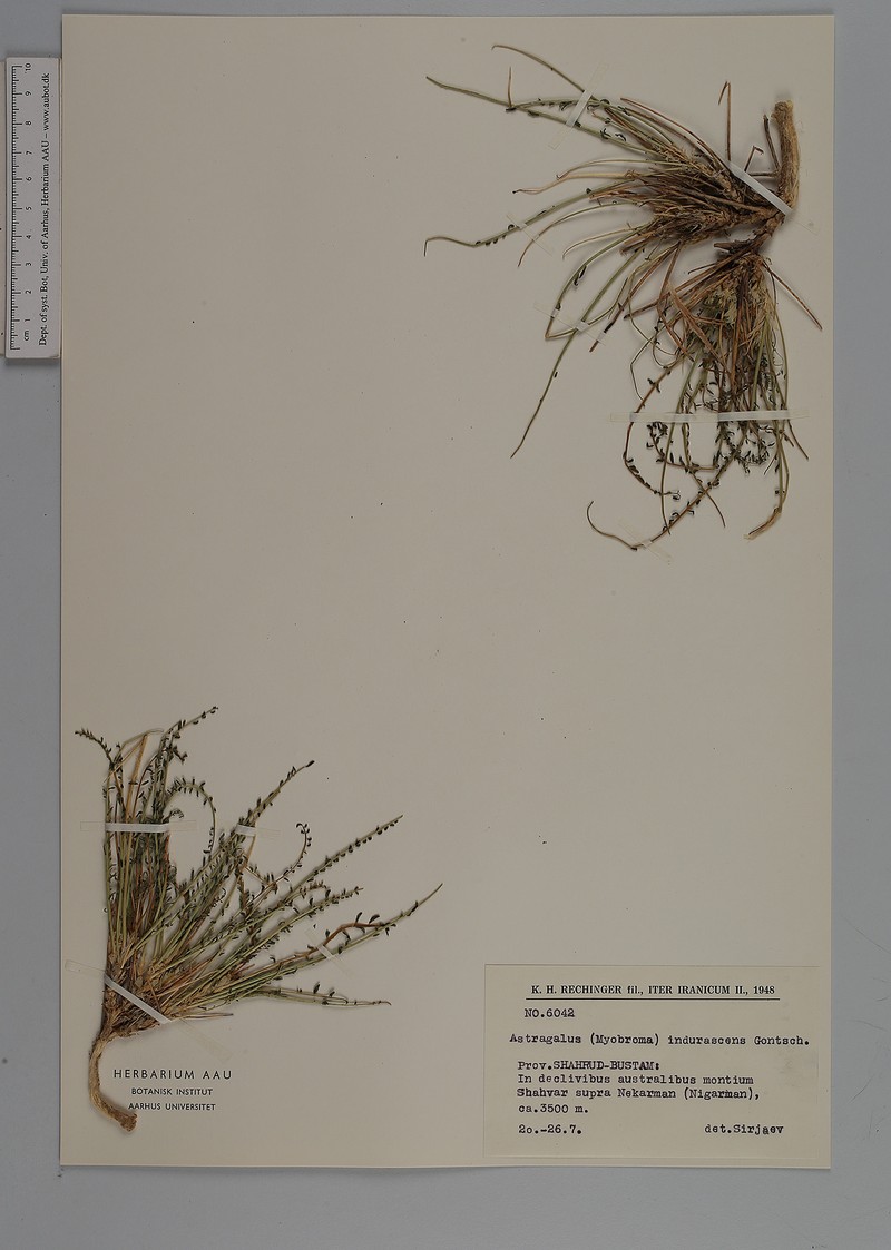 Astragalus indurescens