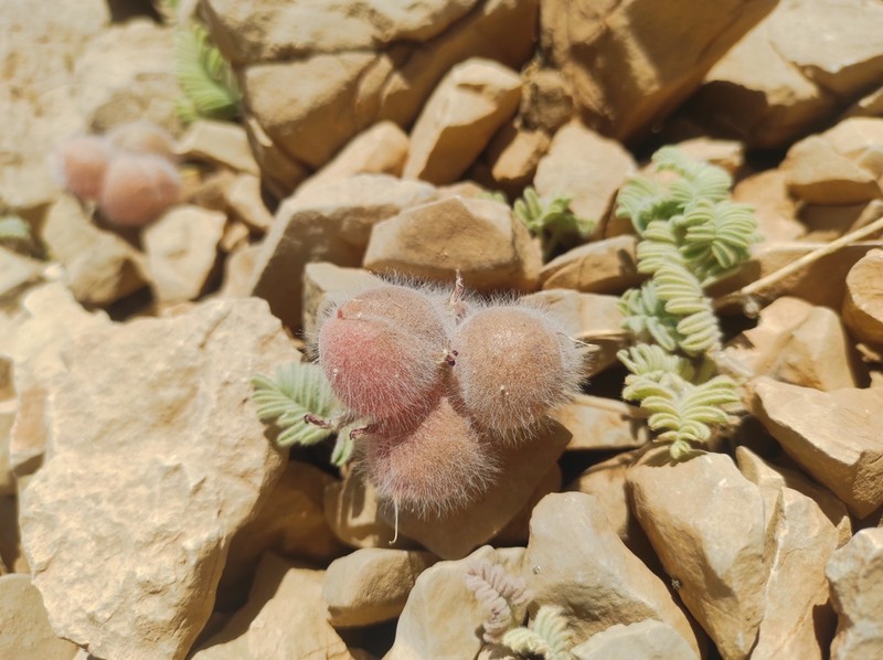 Astragalus inexpectatus