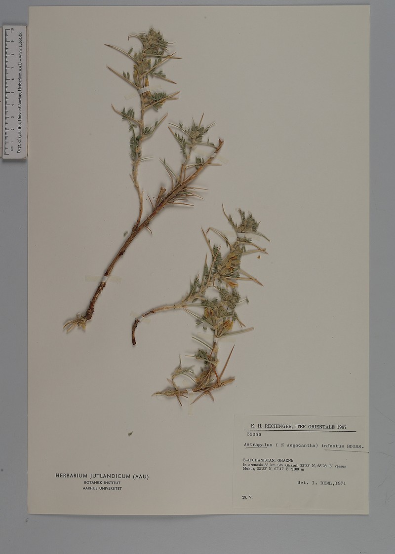 Astragalus infestus