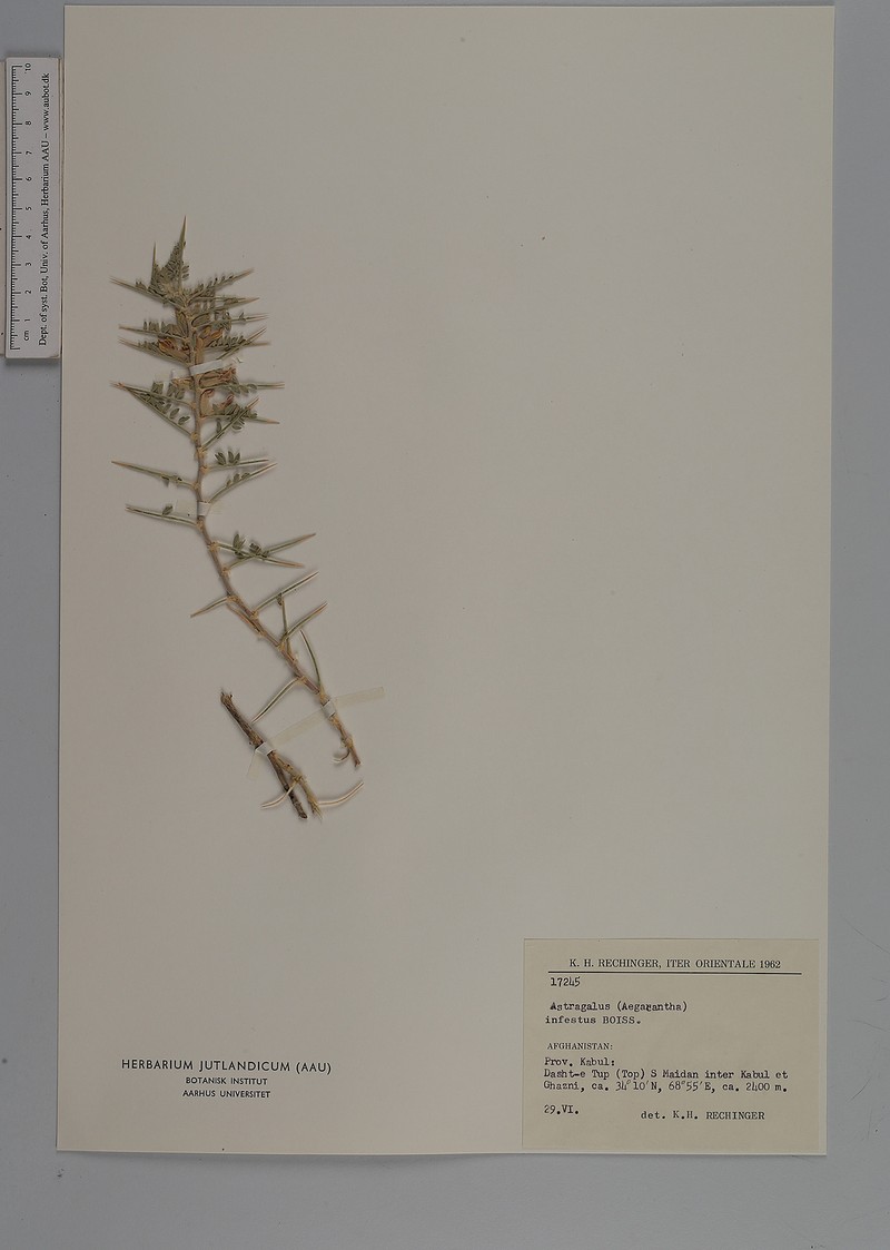 Astragalus infestus photo 2