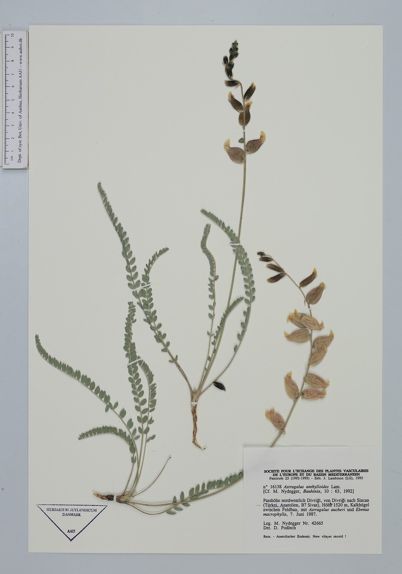 Astragalus inflatus