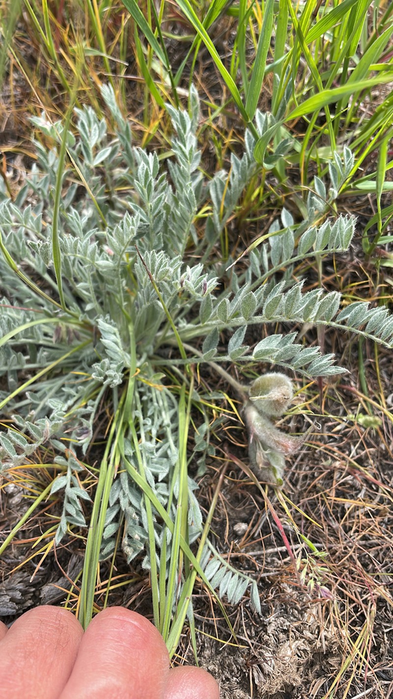 Bent Milkvetch