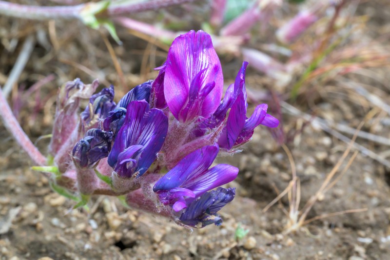Bent Milkvetch photo 2