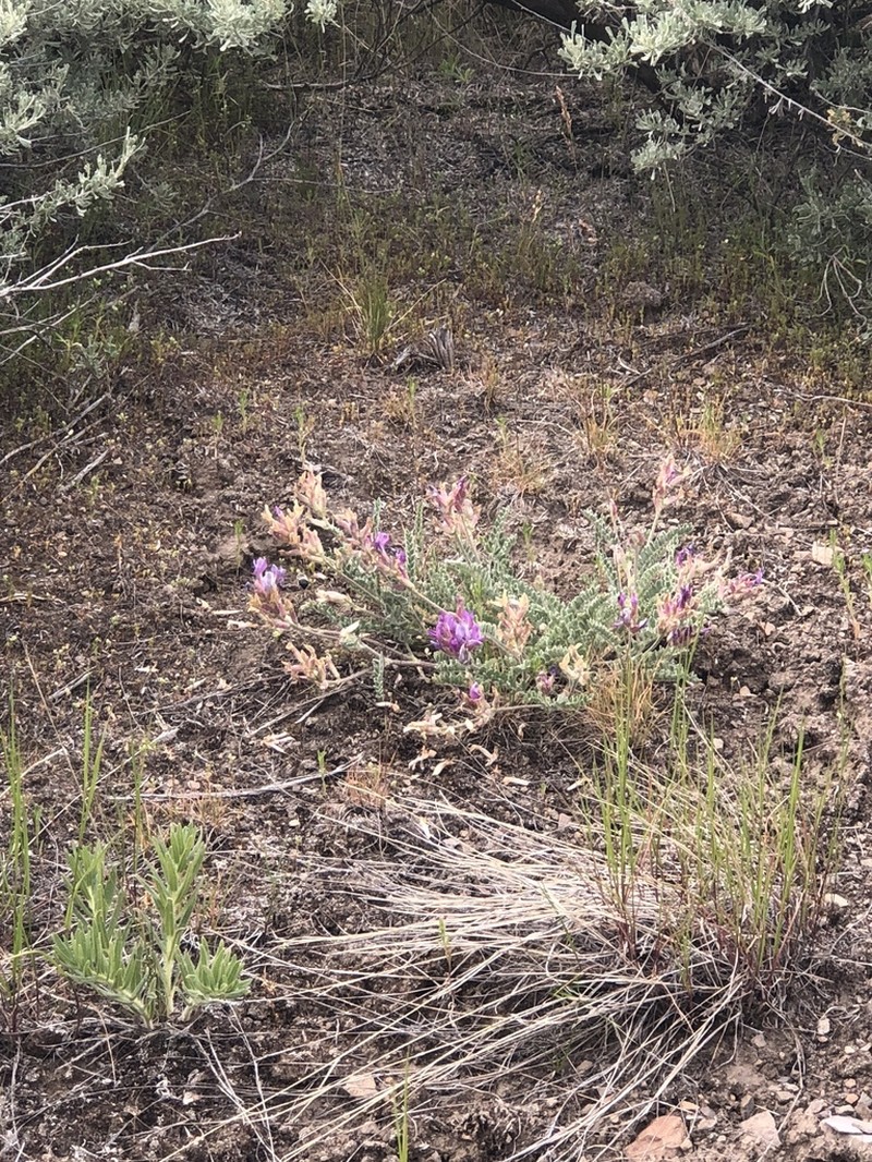 Bent Milkvetch photo 3