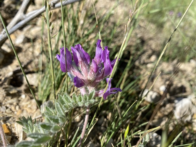 Bent Milkvetch photo 4
