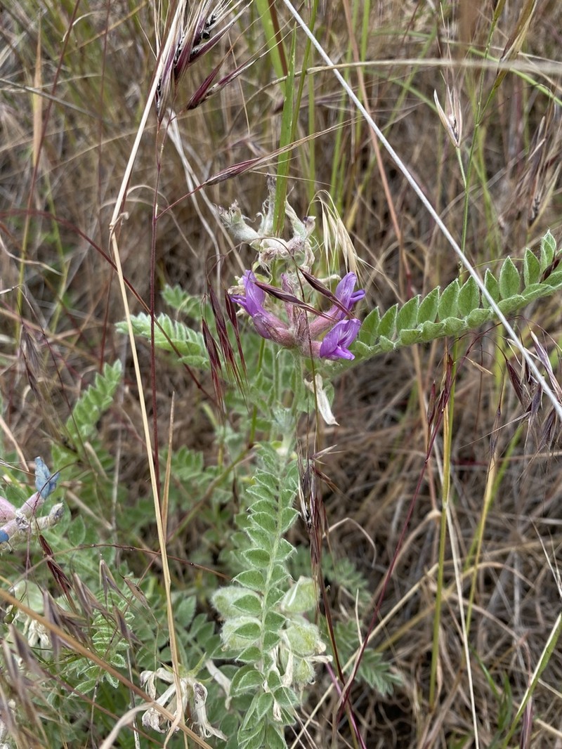 Bent Milkvetch photo 5
