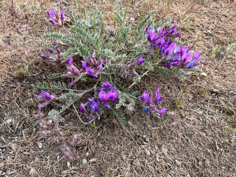 Bent Milkvetch photo 6