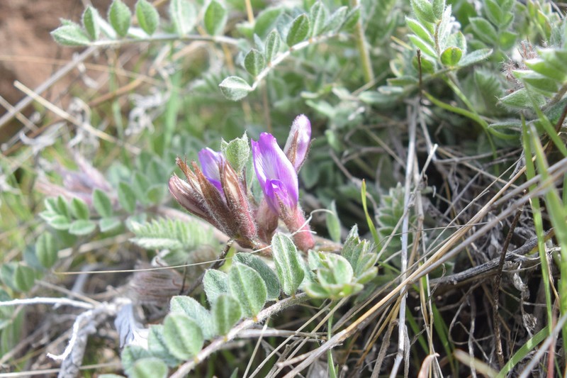 Bent Milkvetch photo 7