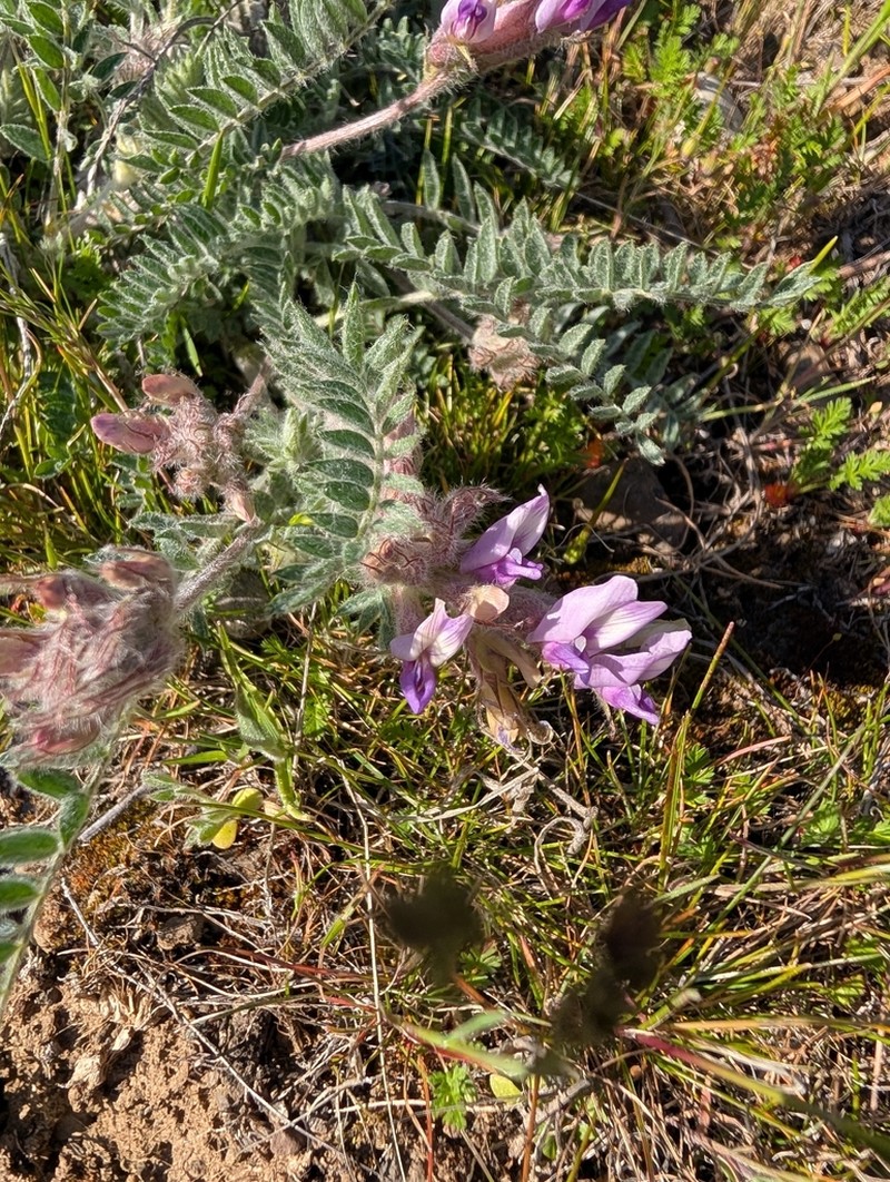 Bent Milkvetch photo 8