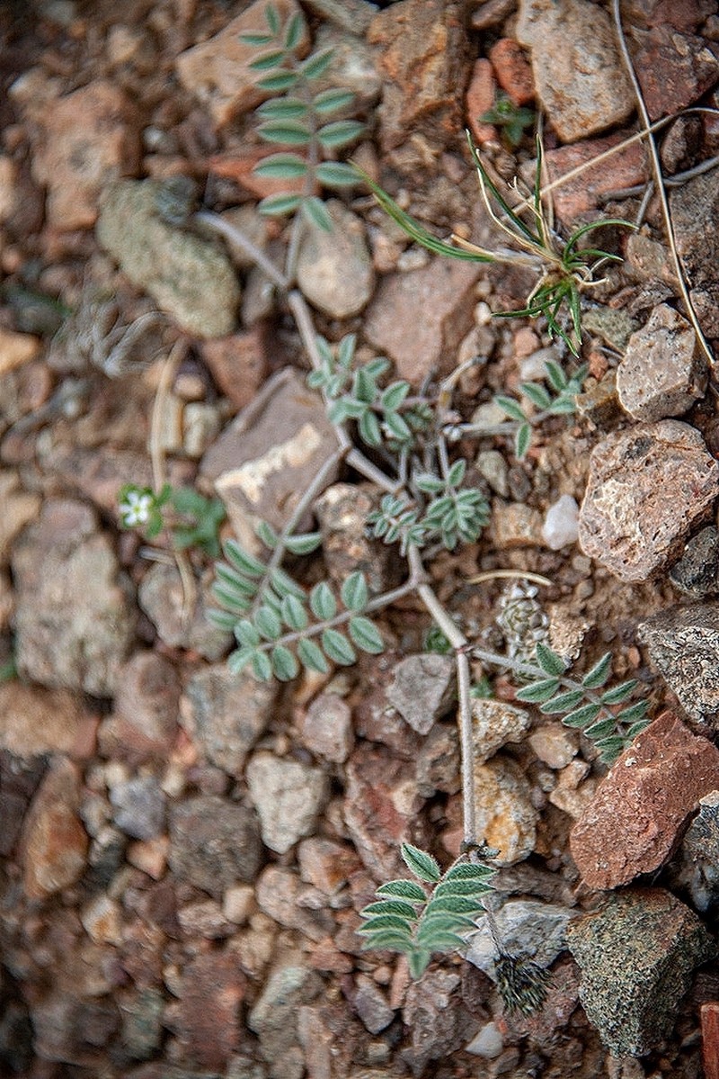 Astragalus infractus