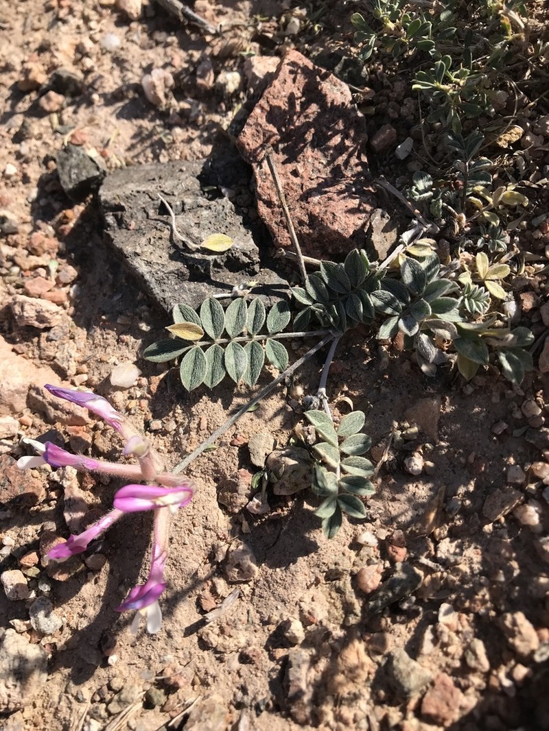 Astragalus infractus photo 2