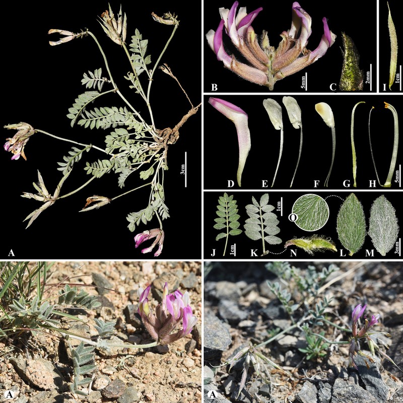 Astragalus infractus photo 3