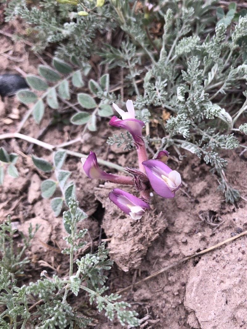 Astragalus infractus photo 4