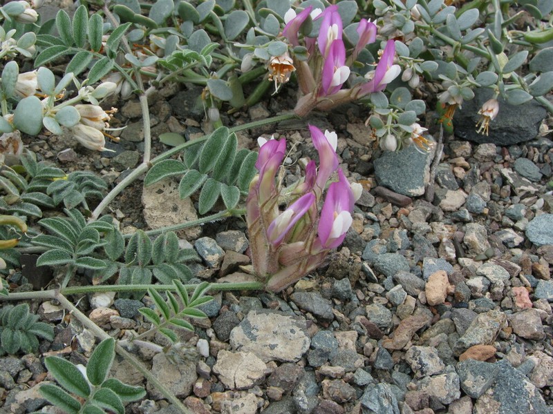 Astragalus infractus photo 5