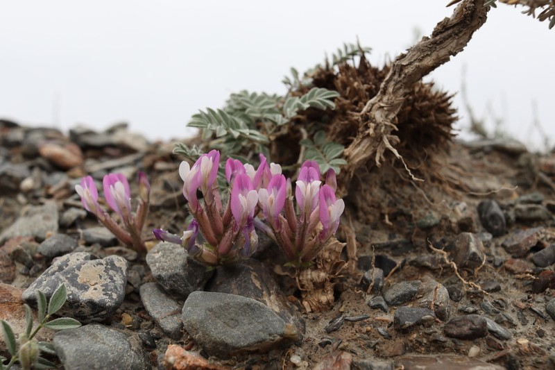 Astragalus infractus photo 6