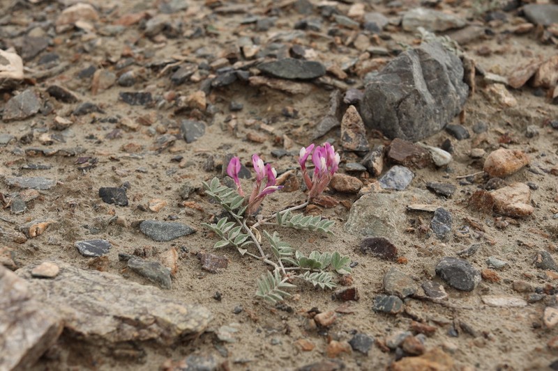 Astragalus infractus photo 7