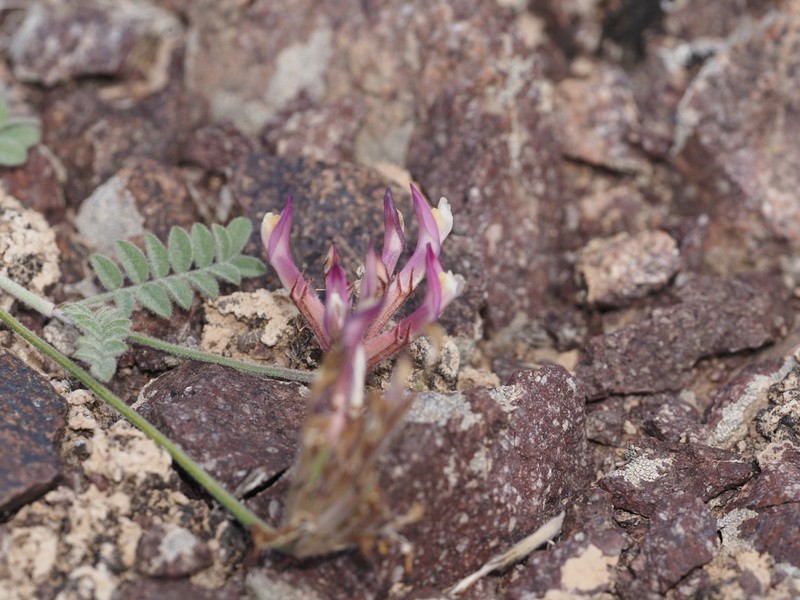 Astragalus infractus photo 8