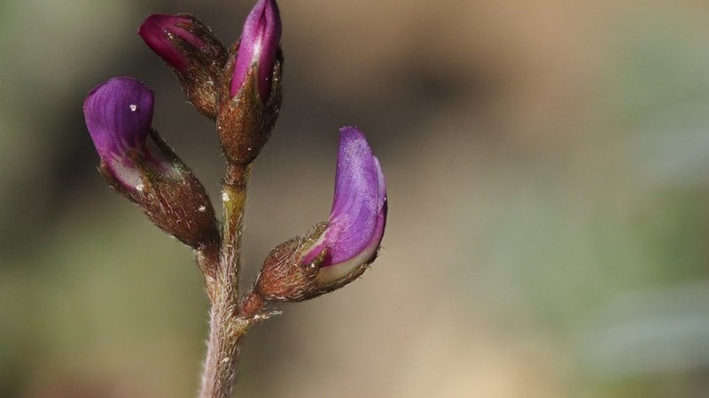 Cedros Milkvetch