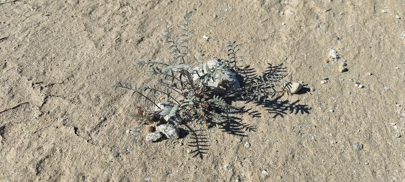 Cedros Milkvetch photo 2