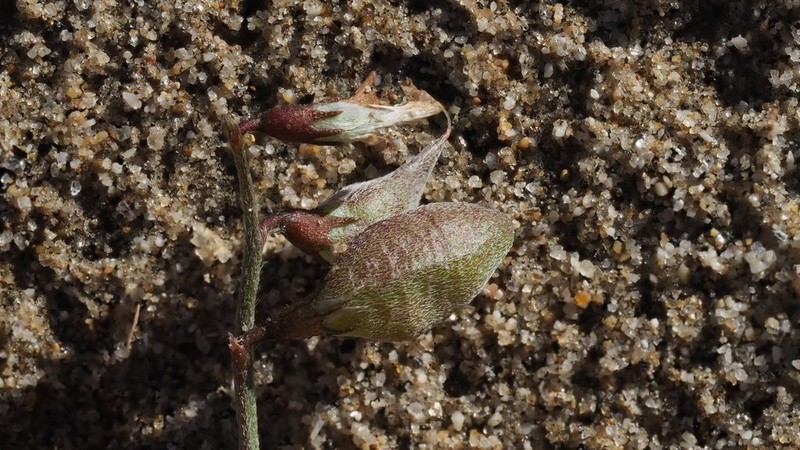 Cedros Milkvetch photo 4