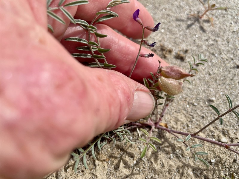 Cedros Milkvetch photo 5