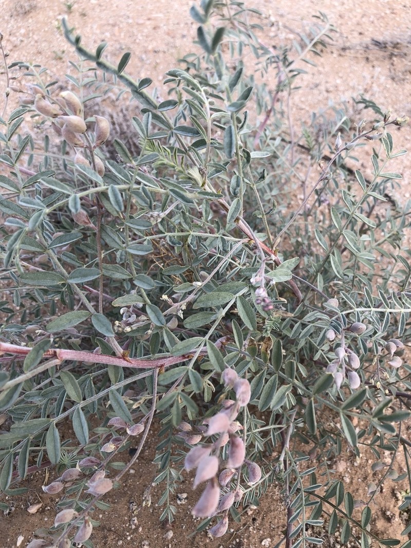 Cedros Milkvetch photo 6