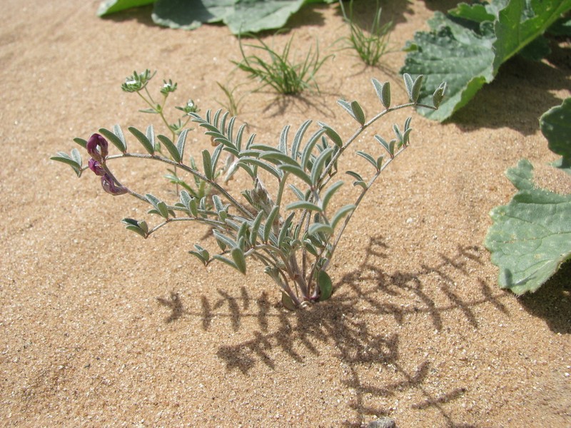 Cedros Milkvetch photo 7