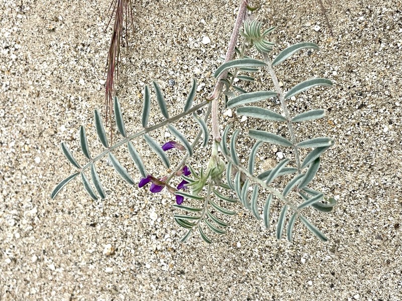 Cedros Milkvetch photo 8