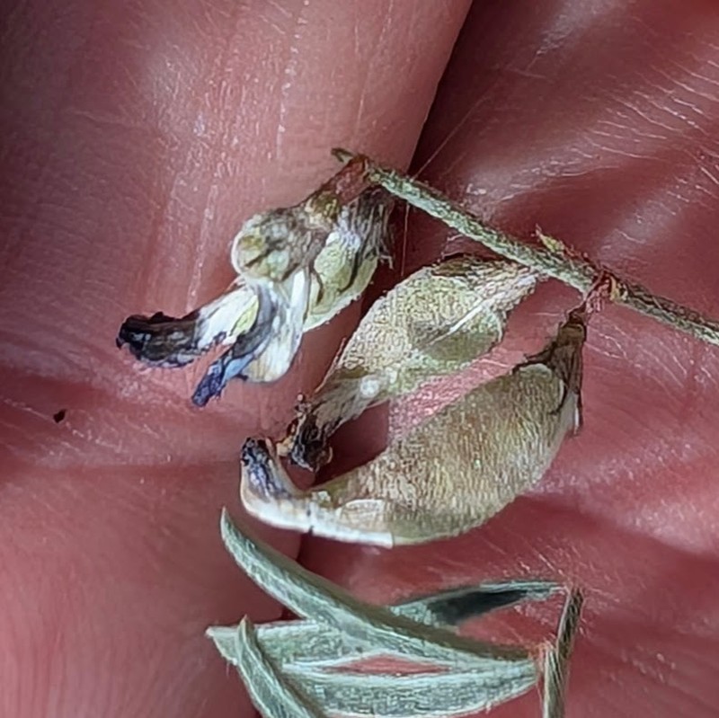 Astragalus insularis var. harwoodii photo 2