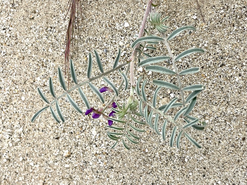 Astragalus insularis var. harwoodii photo 3
