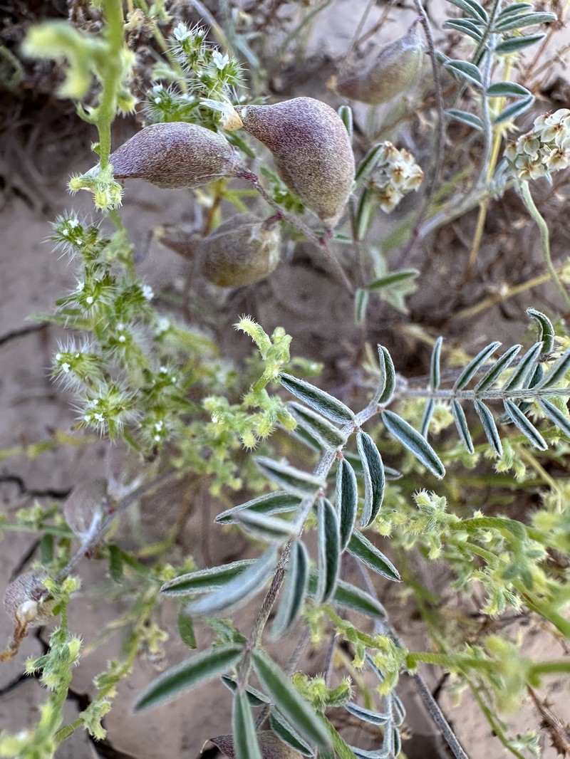 Astragalus insularis var. harwoodii photo 4