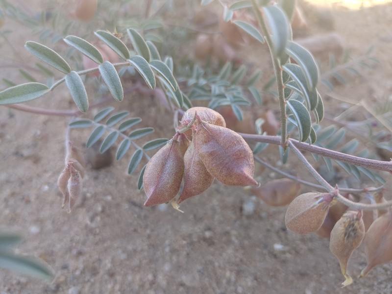 Astragalus insularis var. harwoodii photo 5
