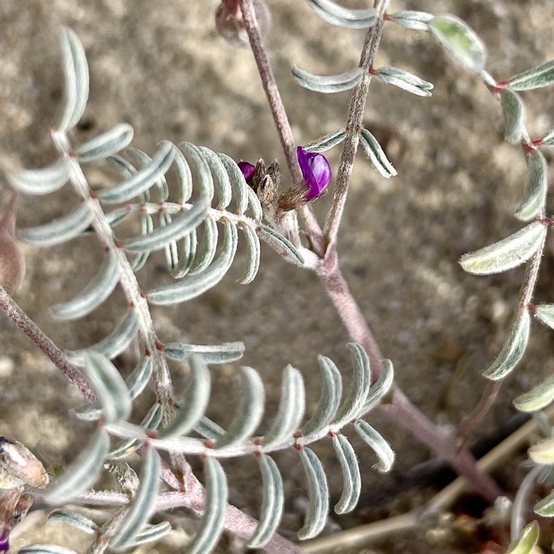 Astragalus insularis var. harwoodii photo 6