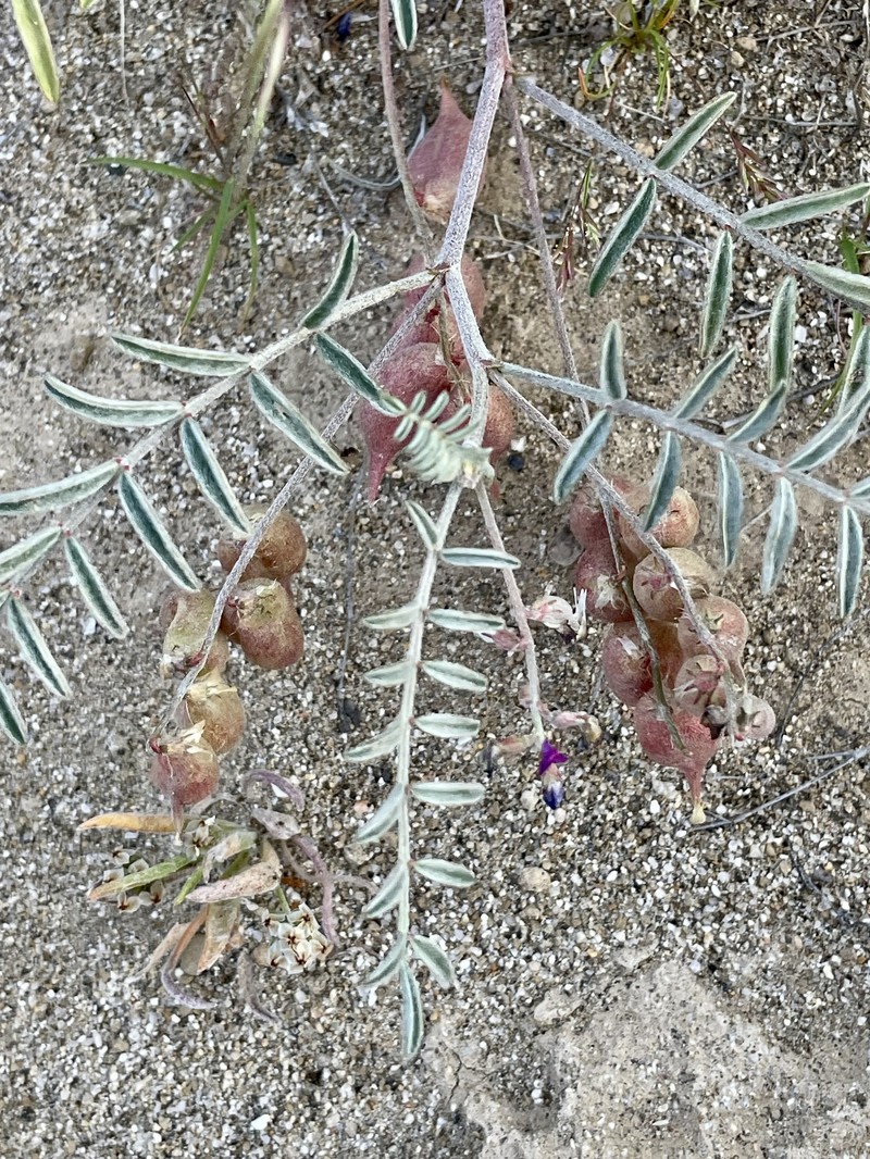 Astragalus insularis var. harwoodii photo 7