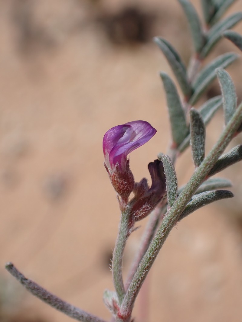 Astragalus insularis var. harwoodii photo 8