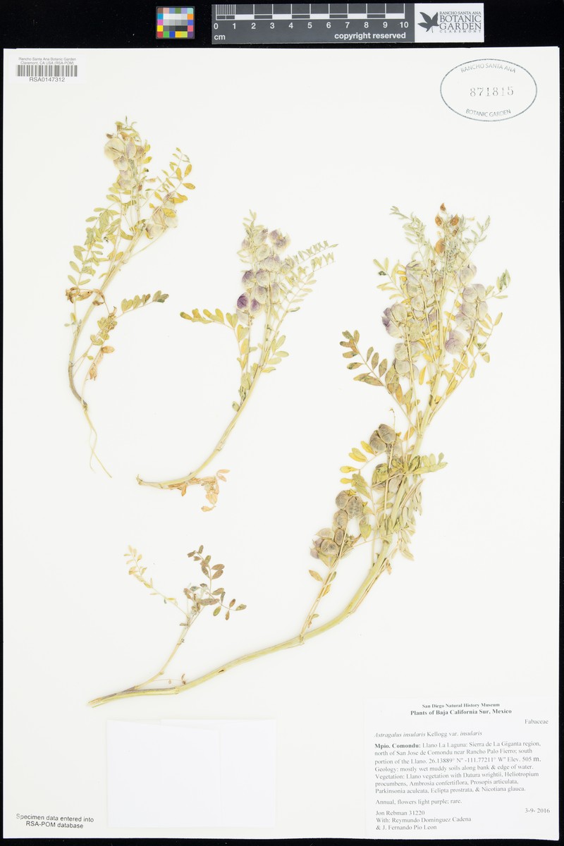 Astragalus insularis var. insularis photo 2