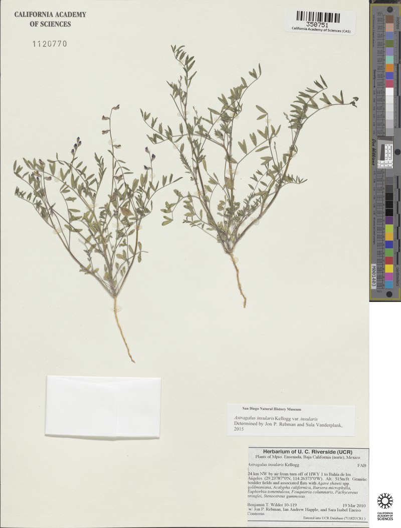 Astragalus insularis var. insularis photo 3