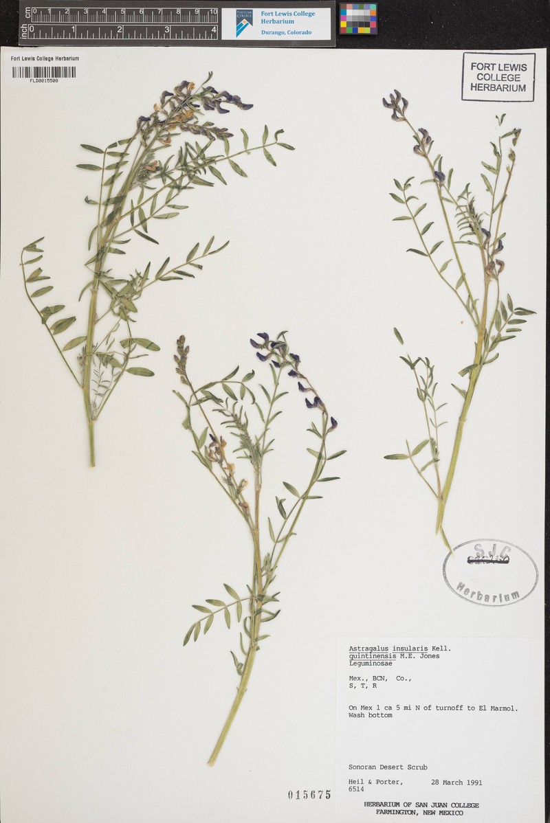 Astragalus insularis var. insularis photo 4