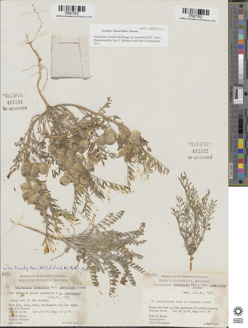 Astragalus insularis var. quentinus photo 2