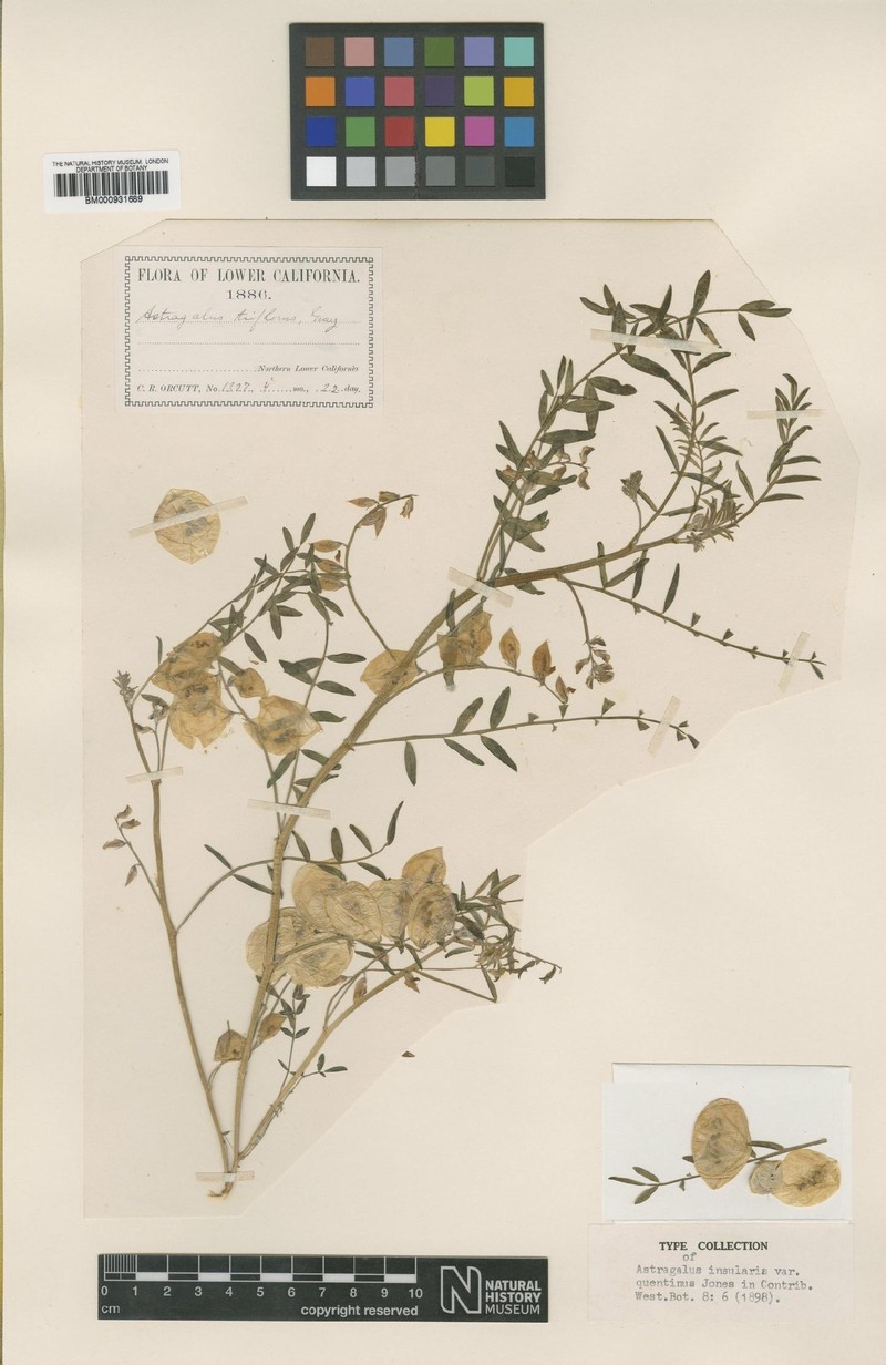 Astragalus insularis var. quentinus photo 3