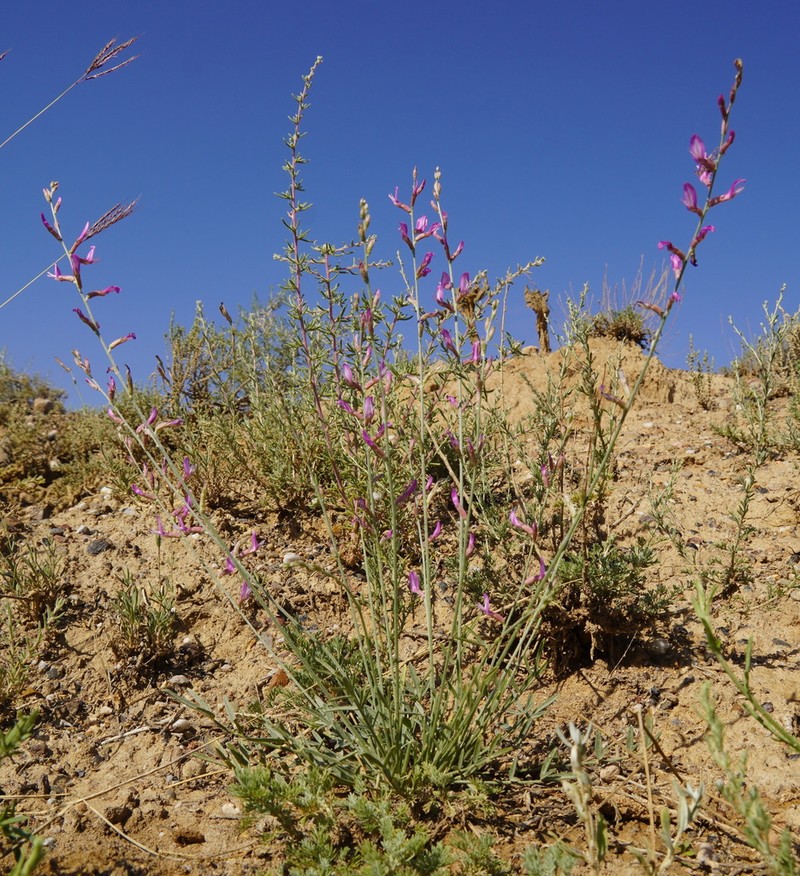 Astragalus intarrensis