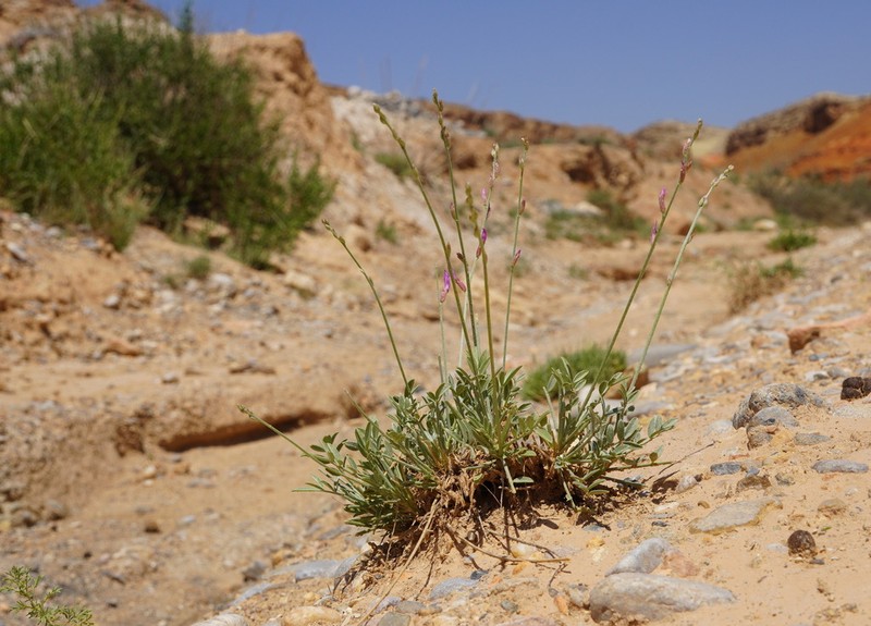 Astragalus intarrensis photo 2