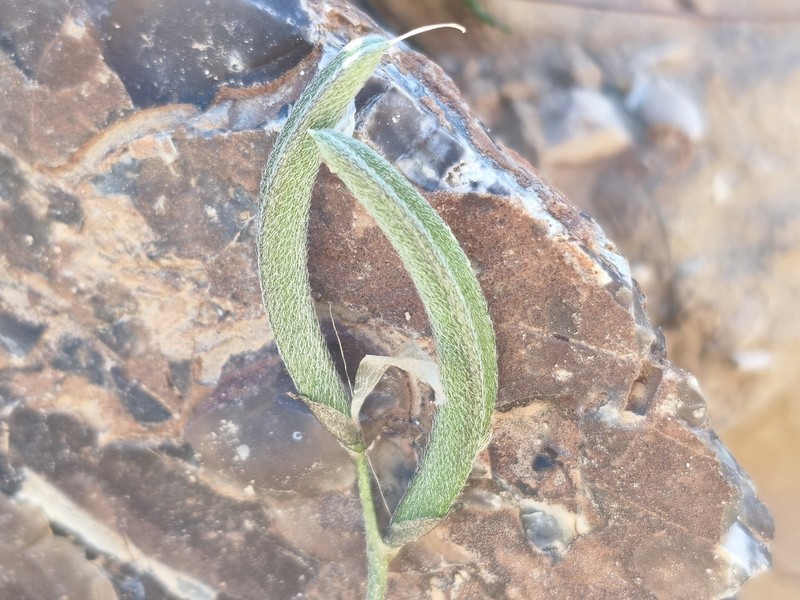 Astragalus intercedens