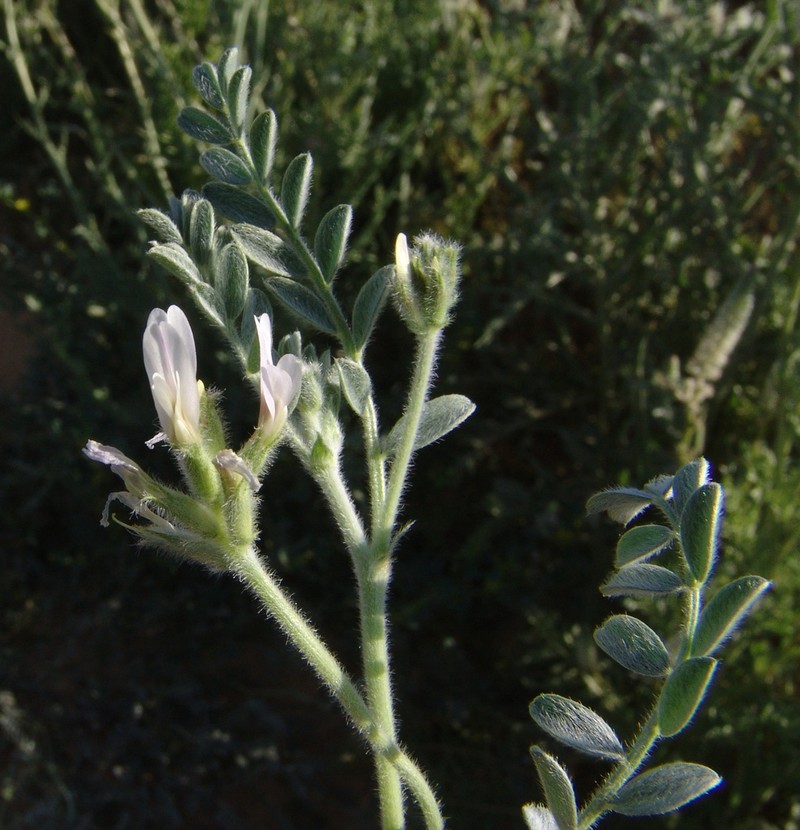 Astragalus intercedens photo 2