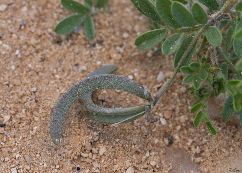 Astragalus intercedens photo 3